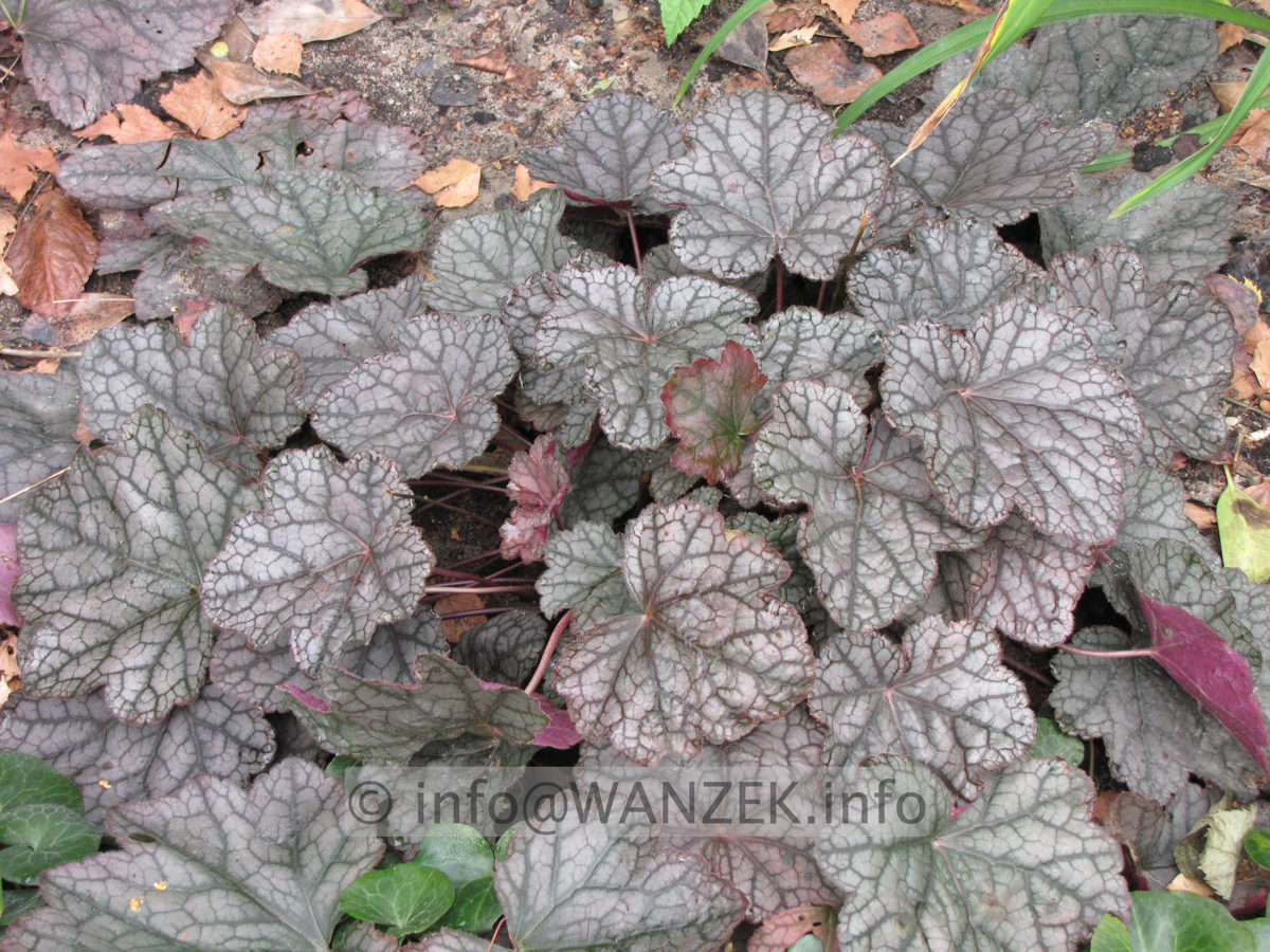 Heuchera Hybride Prince of Silver 4.JPG